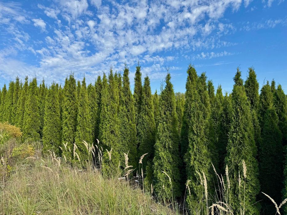 Tuje szmaragd plantacja - sprzedam całość lub część