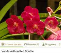 Продам  Vanda Arthon Red