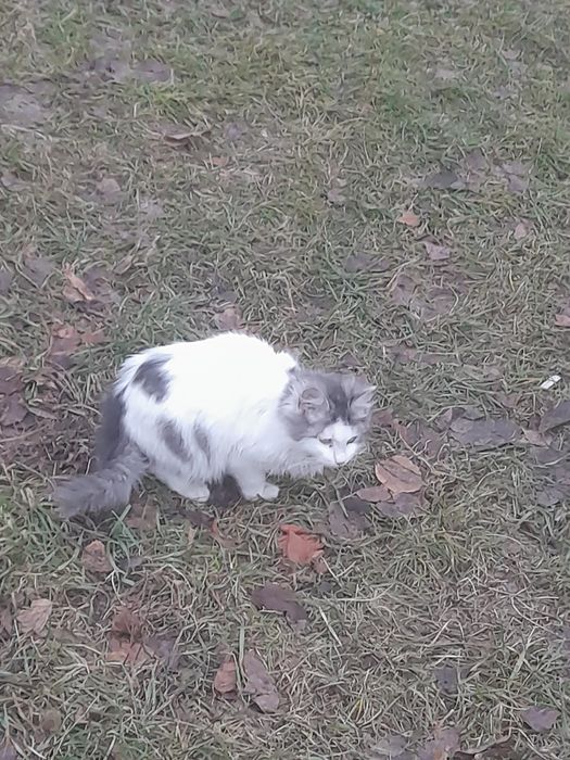 Кошенята безкоштовно