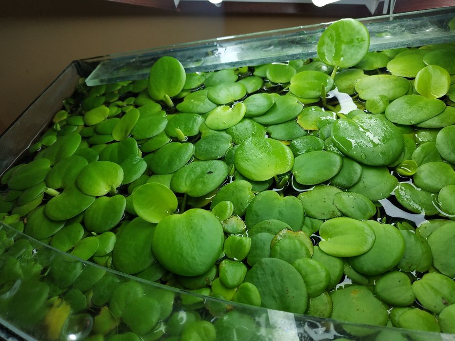 Рослини Акваріумні - Лімнобіум, Валіснерія, Мох , Роголисник