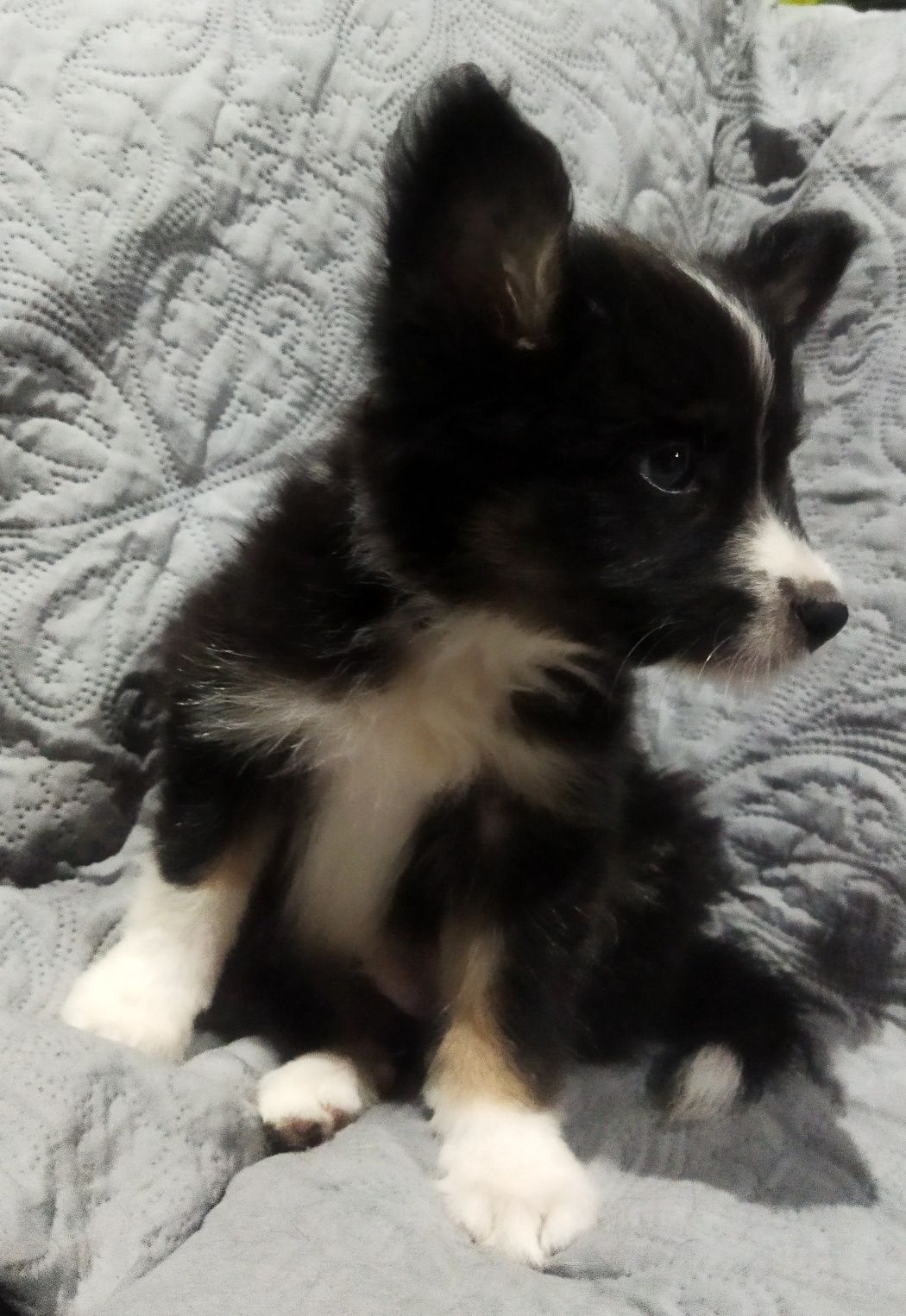 Border Collie (Clássico)