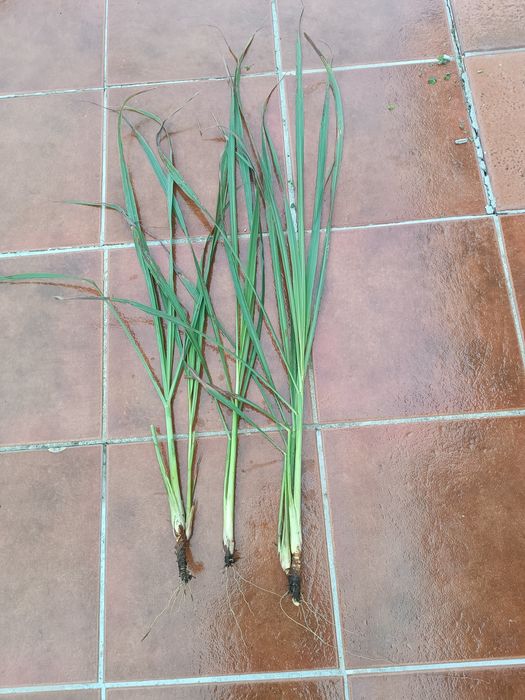 Pés e chá de erva principe ou capim limão