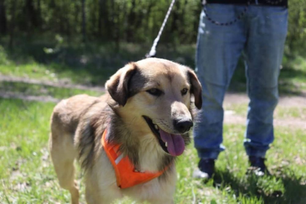Bolek szuka kochającego domu