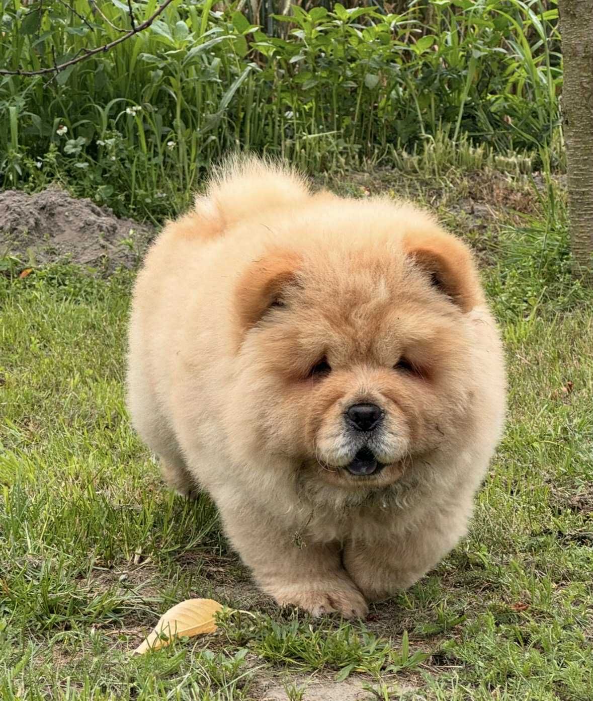 Chow chow cynamonowa Suka
