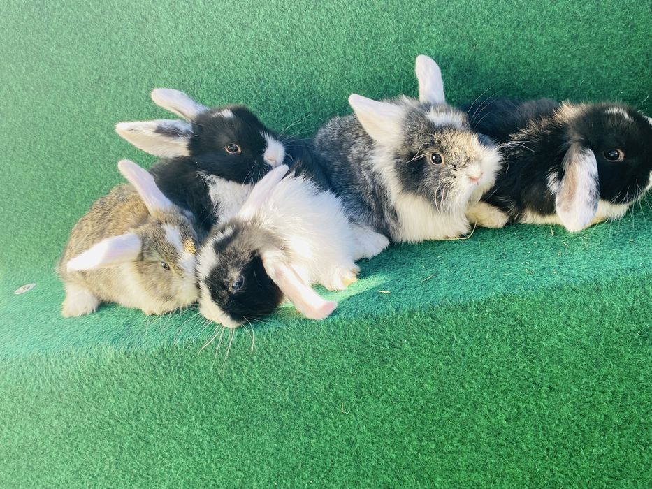 Coelho anao mini lop