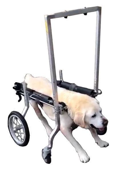 Cadeira de rodas PetStreet APOIO INTEGRAL / Cão & Gato..
