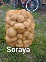 Sprzedam ziemniaki Denar, Lily, Soraya