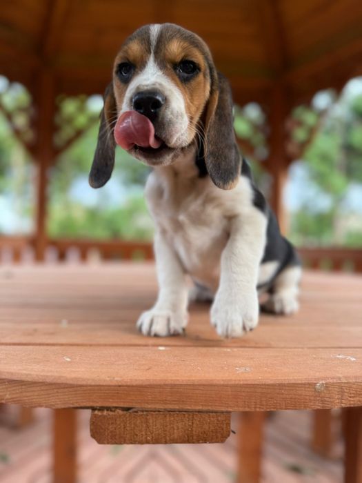 Sunia beagla z rodowodem