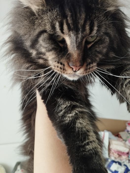 Reproduktor Maine Coon