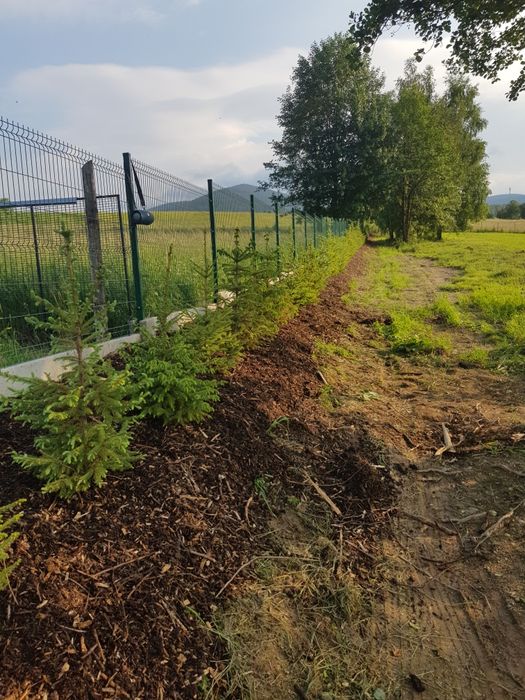 Tuja szmaragd transport sadzenie