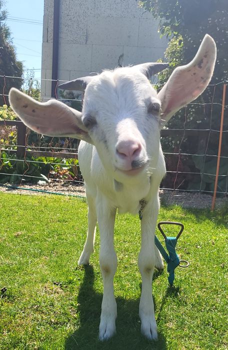 Koziołki w różnym wieku