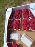 Witam, sprzedam maliny