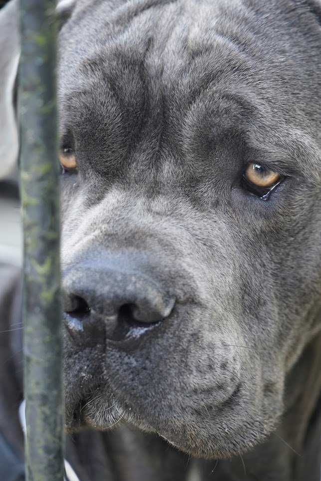 Filip w typie cane corso do adopcji.