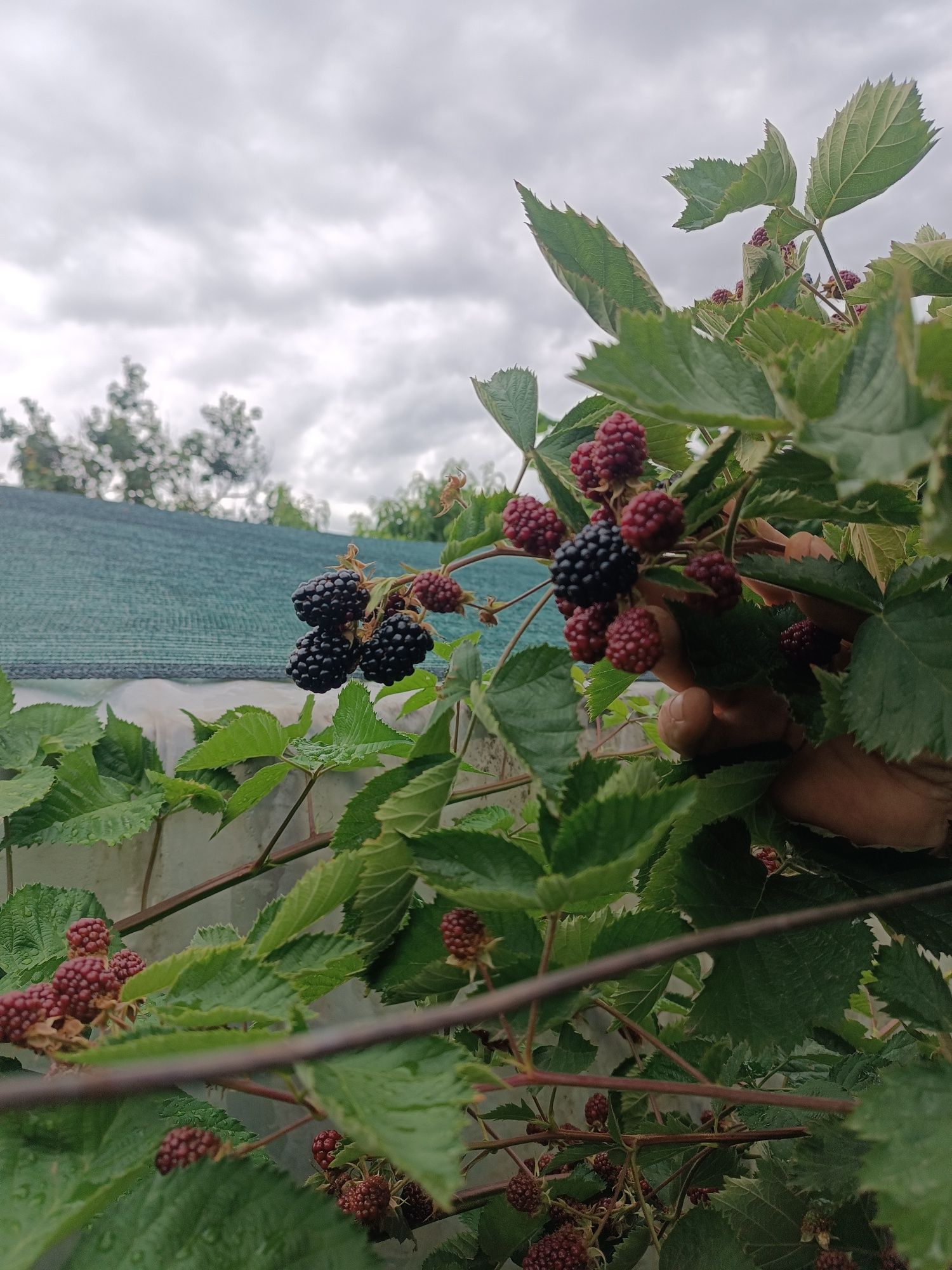 Продам саженцы ежевики безшипой