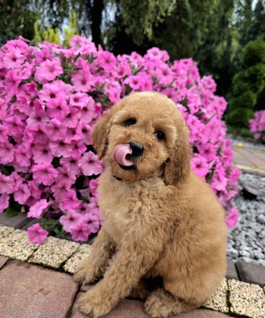 Golden Doodle Bily mini  do 15 kg