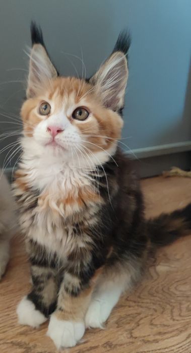 Śliczna szylkretka Maine Coon z Rodowodem