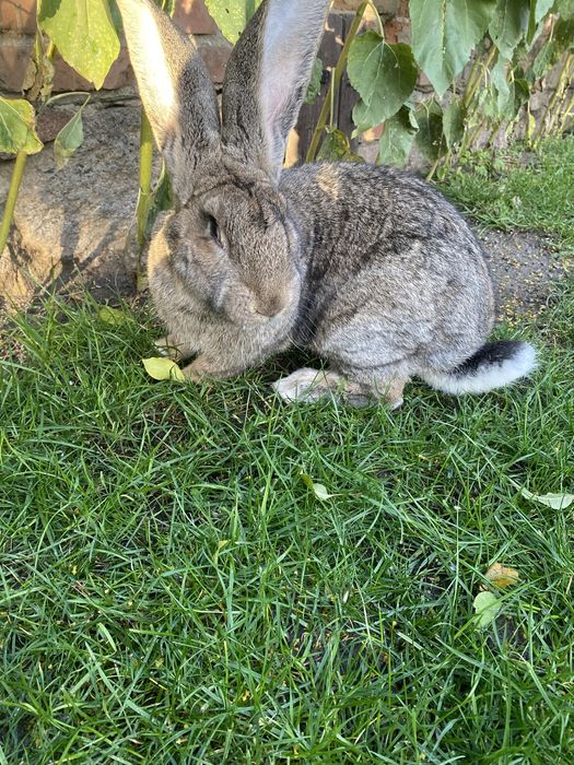 Olbrzym Belgijski samiec