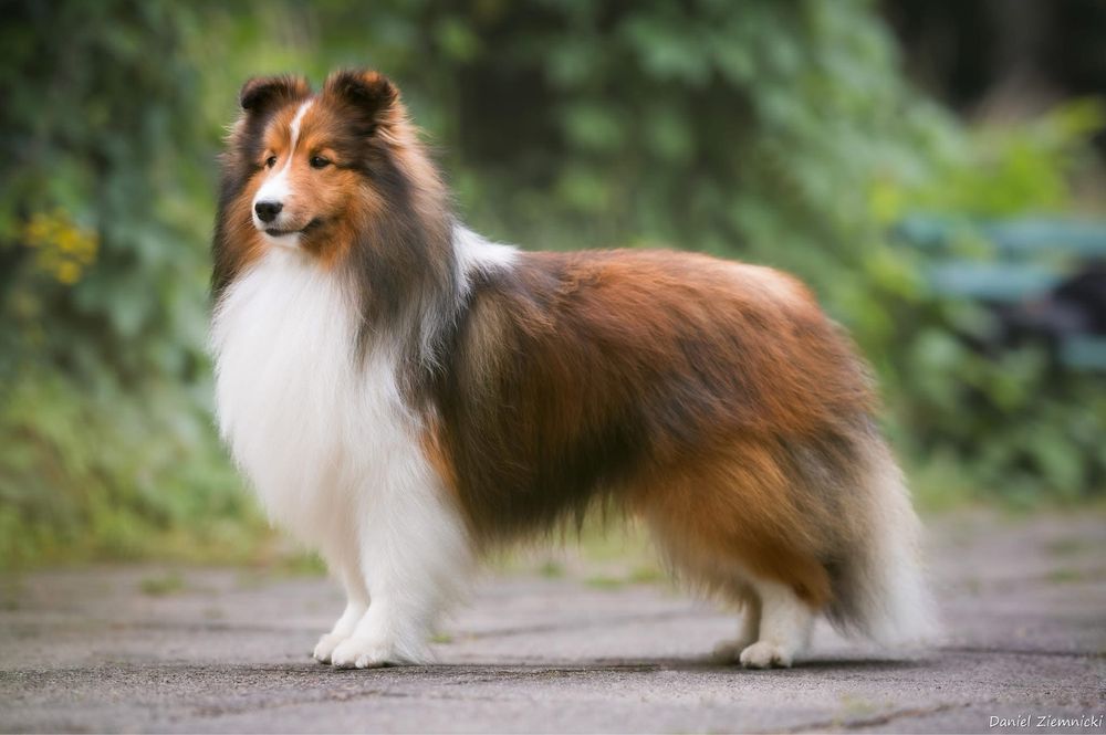 Owczarek szetlandzki sheltie szczenię ZKwP FCI