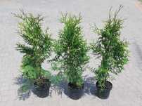 Thuja Brabant! Tuja! 70, 80, 100, 120 cm! Dowozimy! Sadzimy tuje!