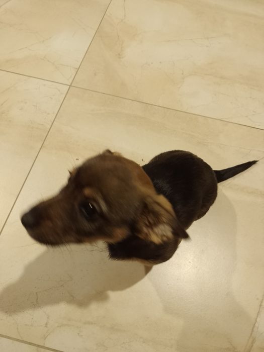 Oddam małego pieska w dobre ręce