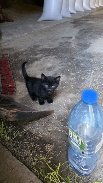 Oddam dwa czarne kotki w dobre ręce