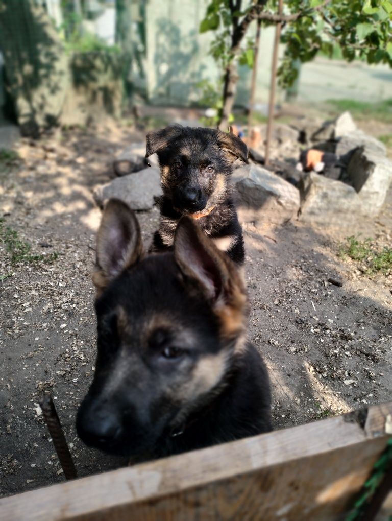Цуценята німецької вівчарки
