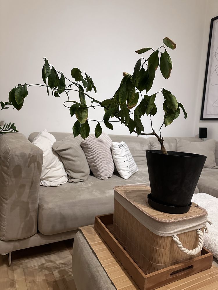 Ikea CITRUS Roślina doniczkowa mandarynka