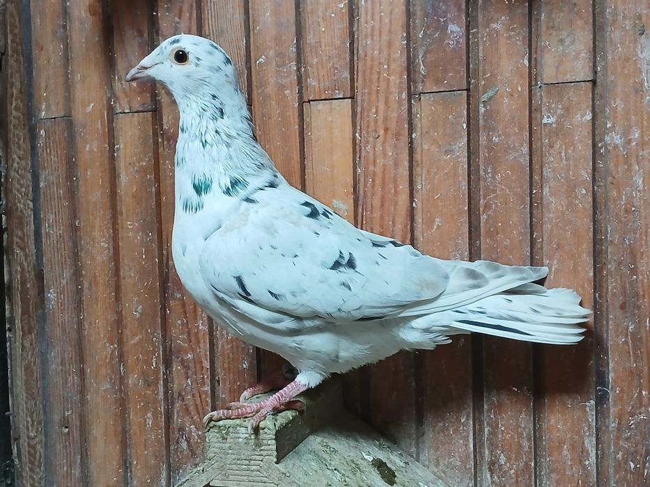 Gołębie pocztowe stipper brown almond