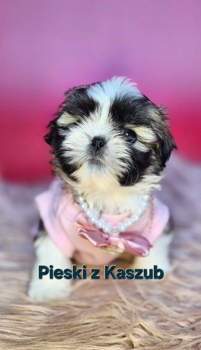 Shih-tzu Ost.Dziewczynka Rezerwacji typ Amerykańsko-Europejski