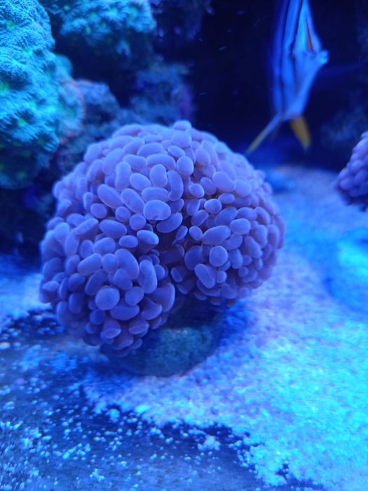 Euphyllia fioletowa.