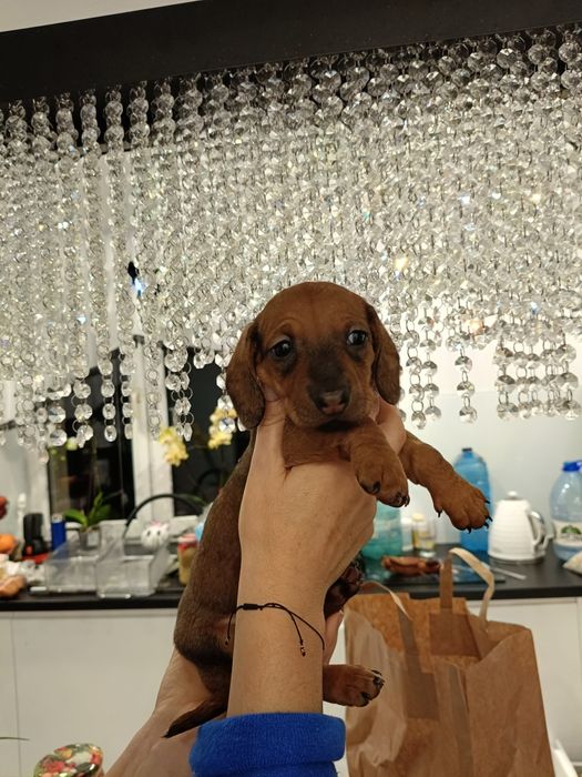 Sunia,jamniczka,jamnik,-rezerwacja