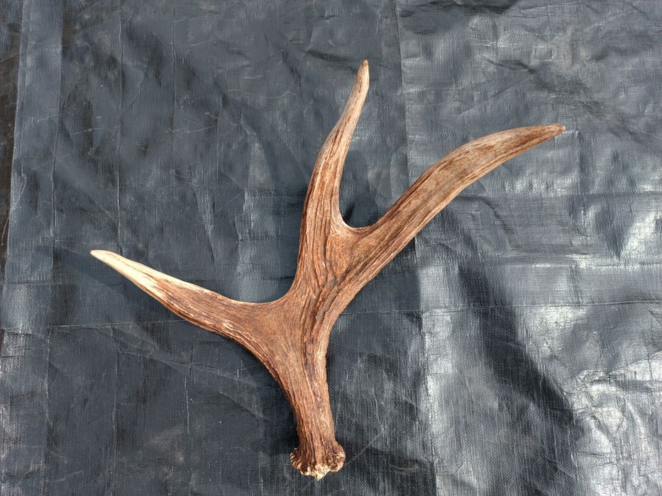 Sprzedam poroże łosia