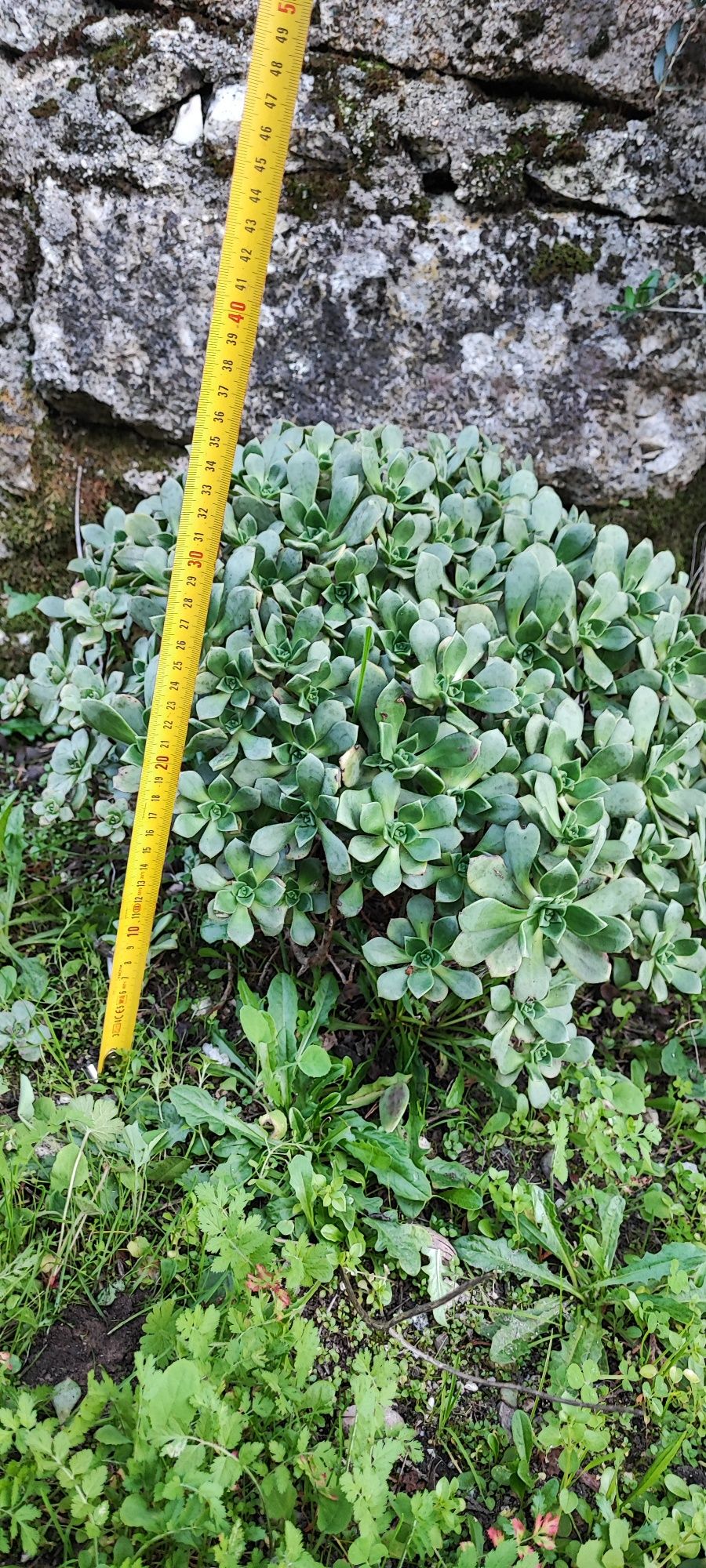 Planta suculenta