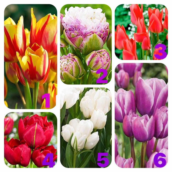 Тюльпани, 50+ сортів, дешева доставка, великі цибулини