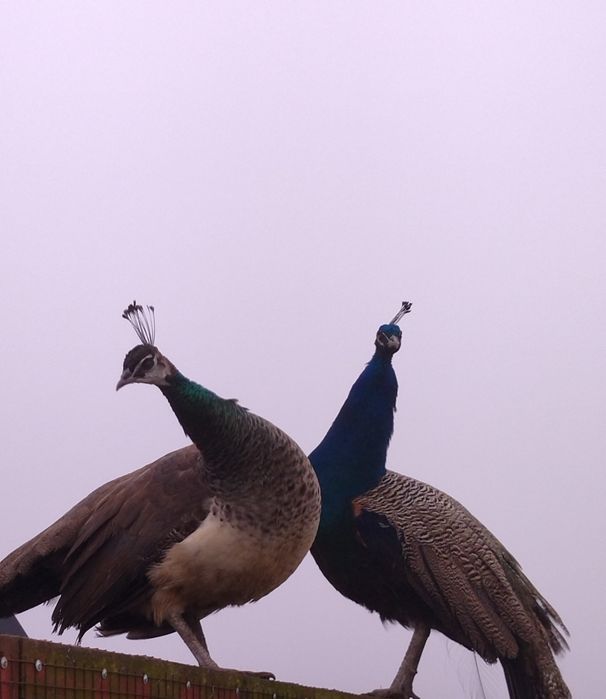 Pawie niebieskie indyjskie, para