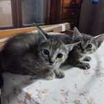 Gatinhos bebés para adopção