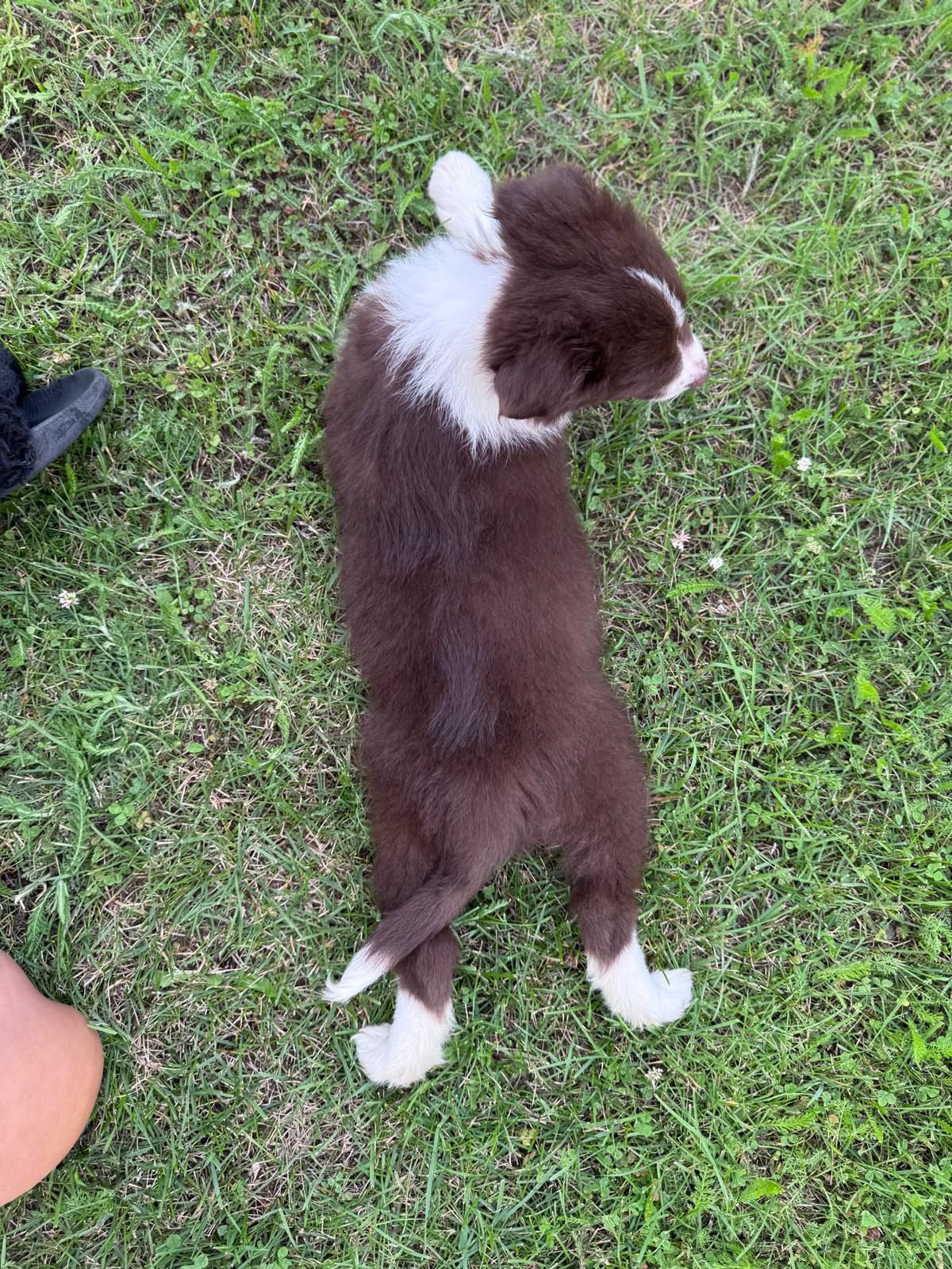 Piesek Border Collie