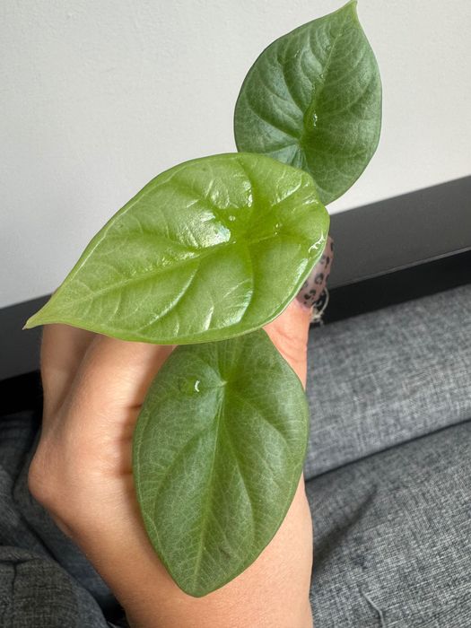 Alocasia Alokazja silver Dragon 2 sadzonki matecznik Variegata