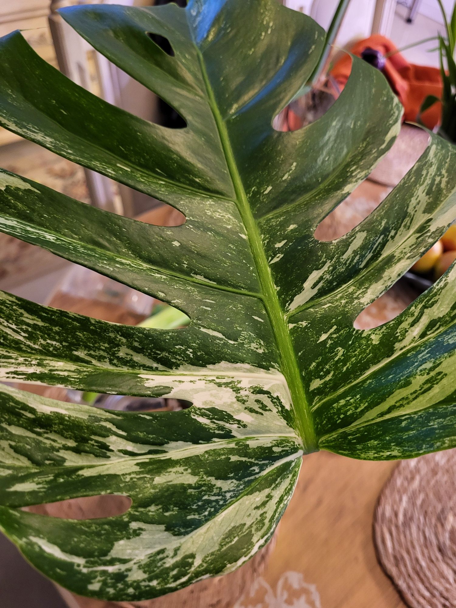 Kolekcjonerska monstera variegata