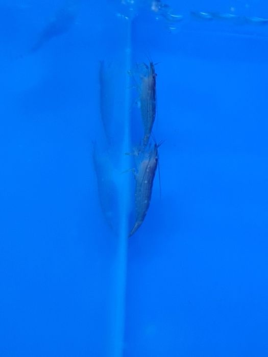 Krewetka filtrująca (Atyopsis moluccensis)