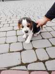 Beagle szczeniak trikolor