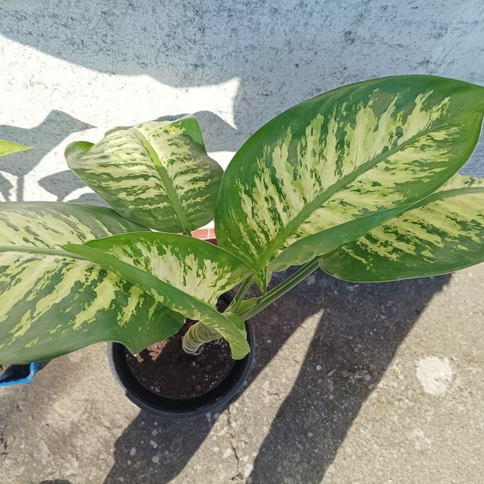 4. Diffenbachia 2 sztuki