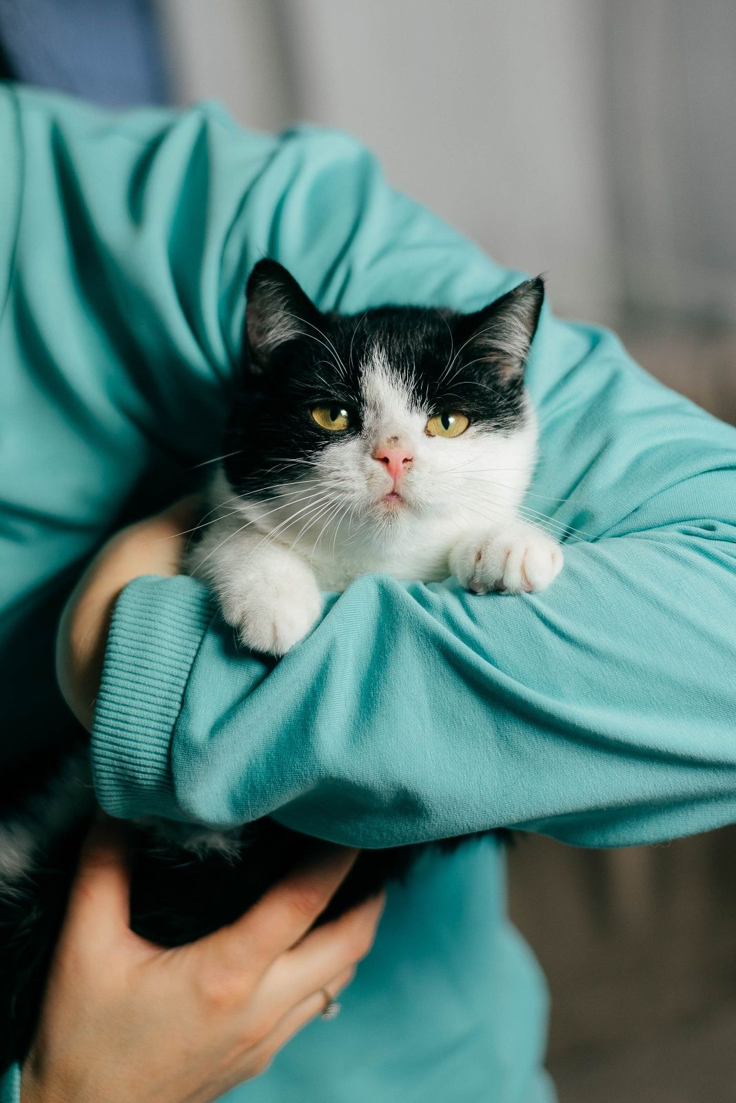 Кендалл - неймовірно красиве кошеня в добрі руки