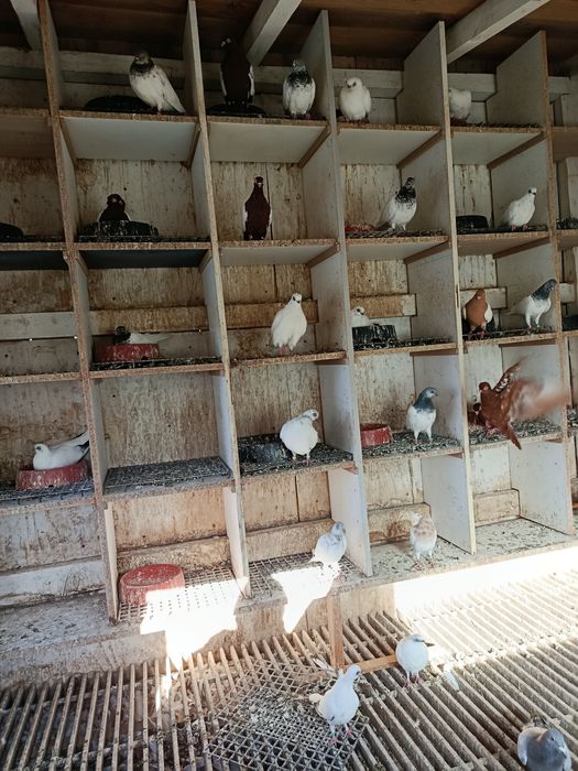 Gołębie ozdobne gołąb