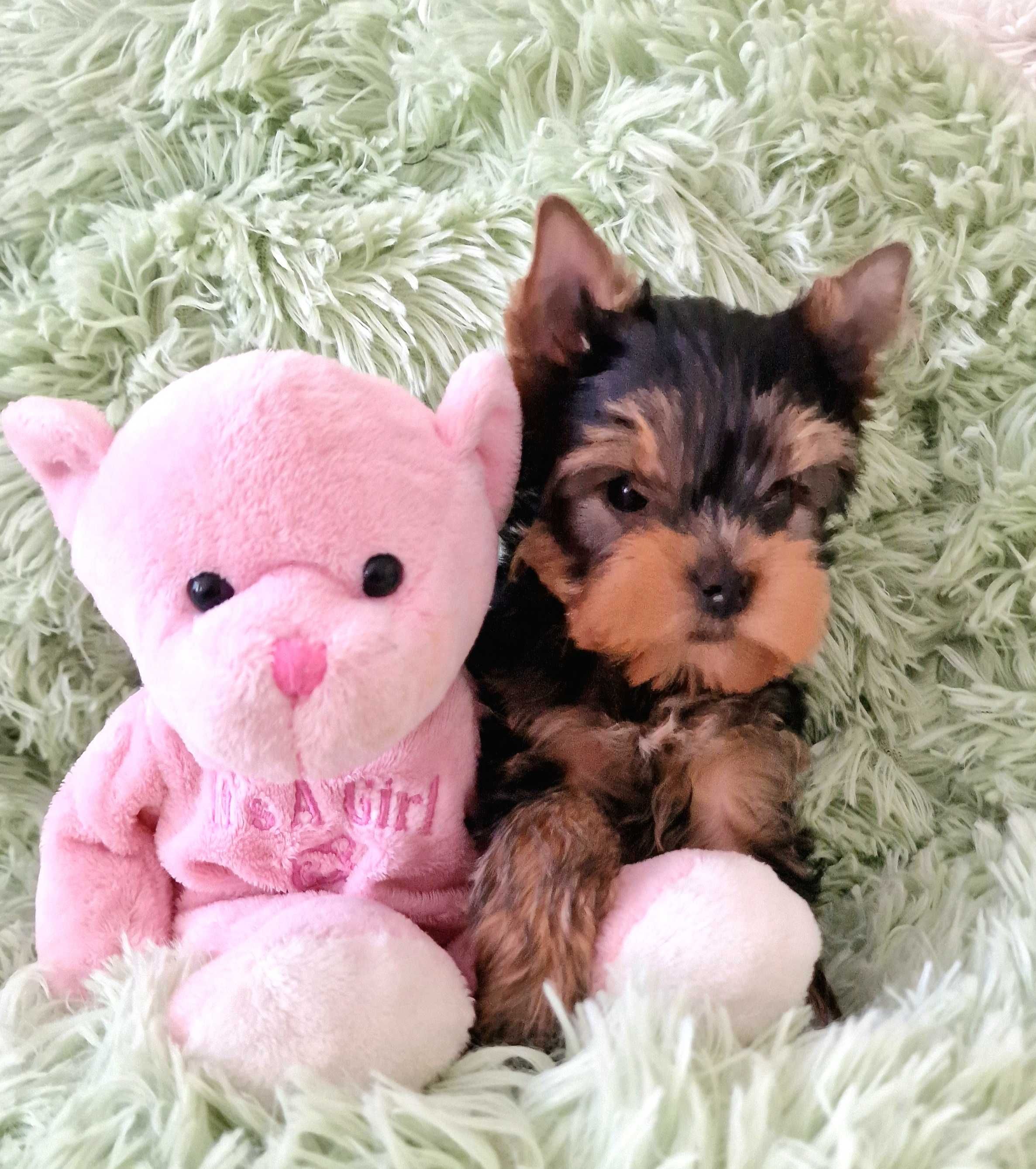 Yorkshire terrier York piękne szczeniaki z rodowodem FCI ZKwP