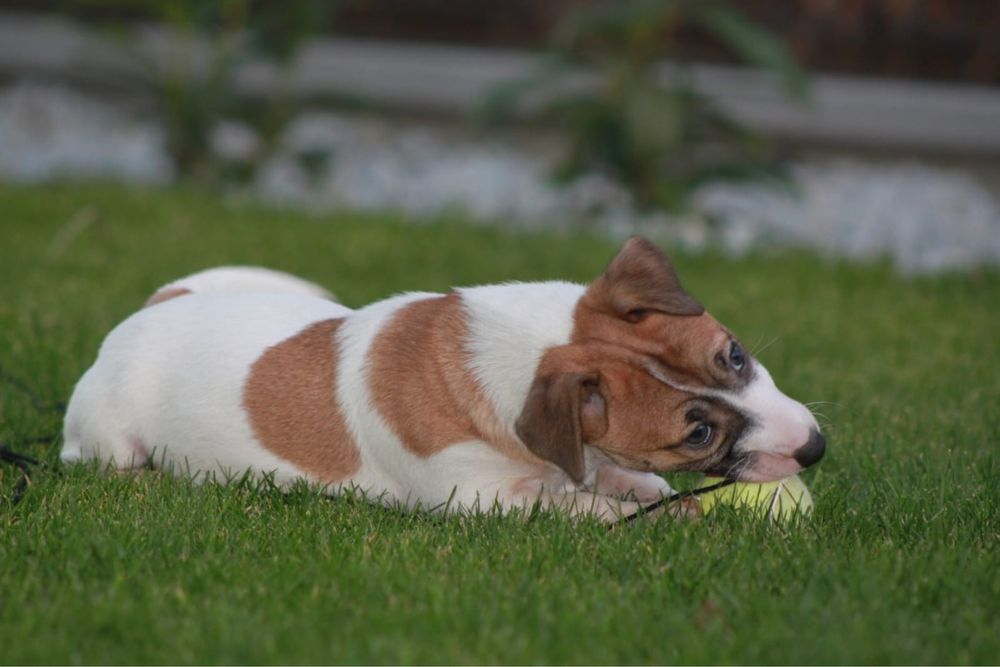 Piesek Jack Russell Terrier