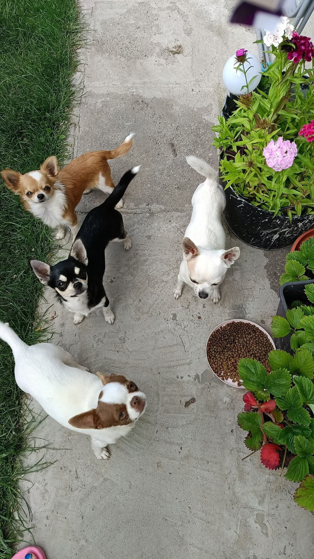 Długowłosy chihuahua
