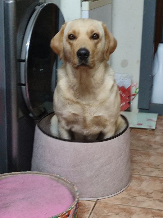 Лабрадор лабрадор