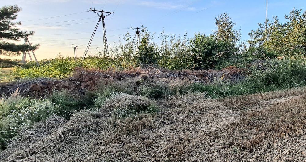 Gałęzie na zrębki - suche