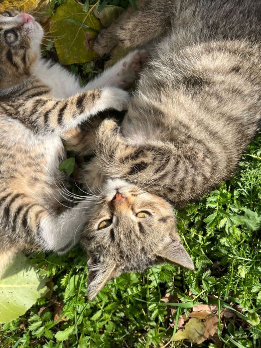 Oddam małe koty (kocury)